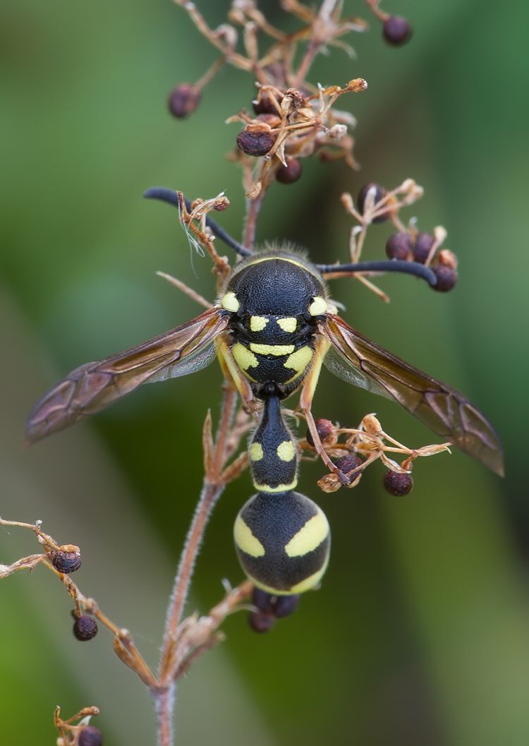 Eumenes coarctatus