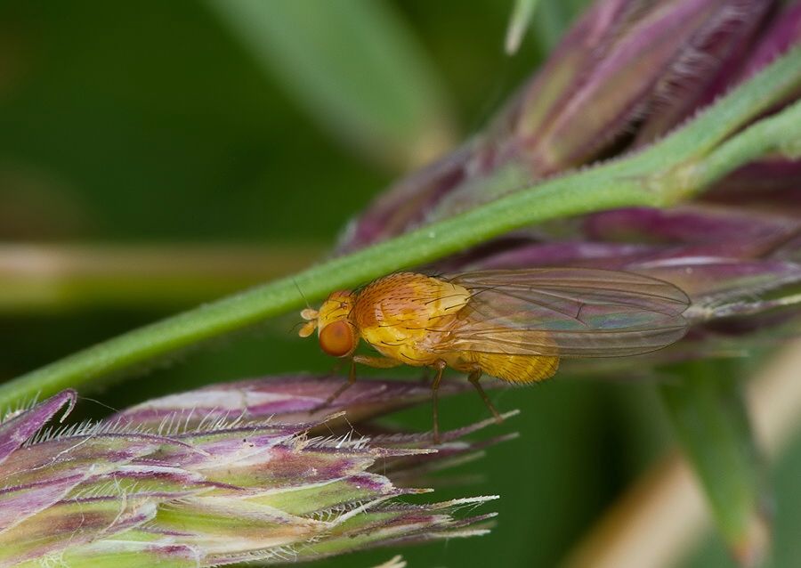 Sapromyzosoma quadricincta