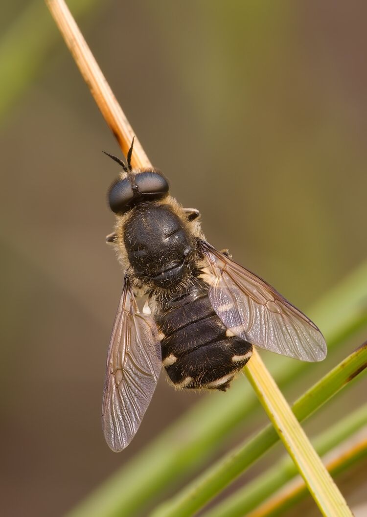 Lasiopa villosa