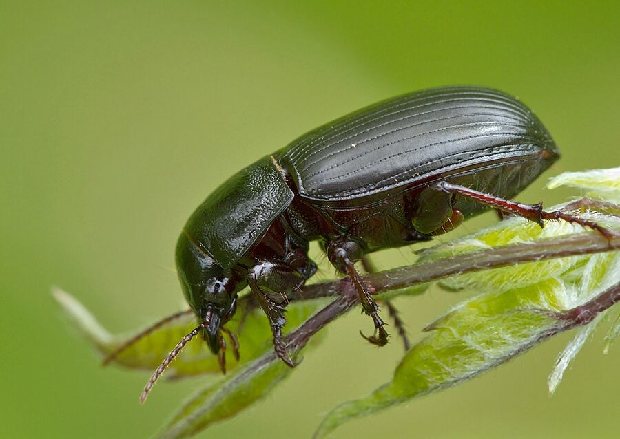 Zabrus tenebrioides