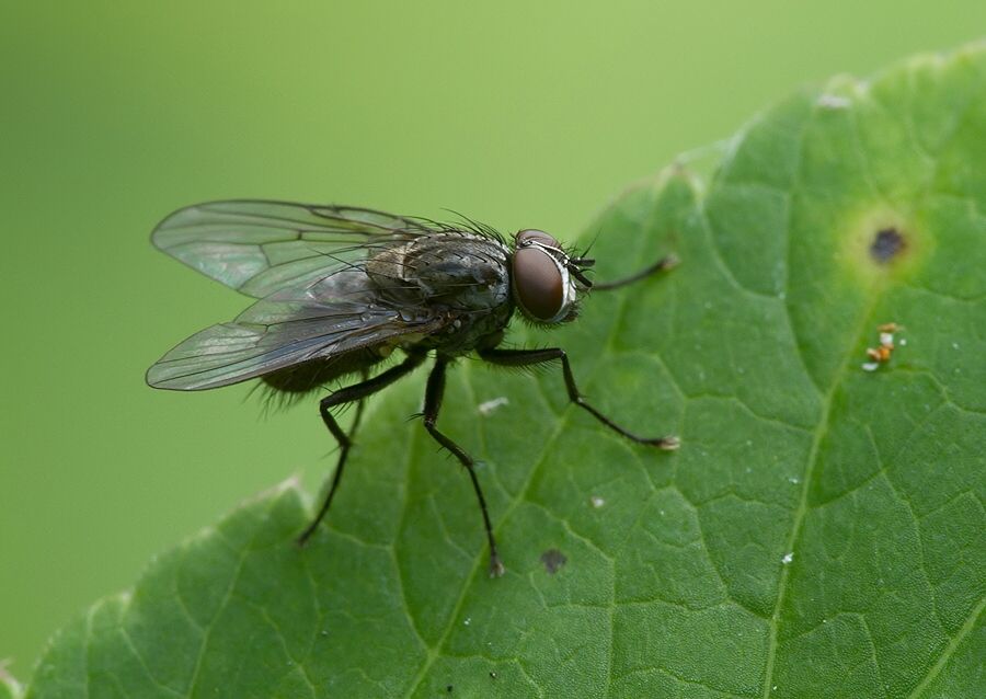 Hydrotaea dentipes