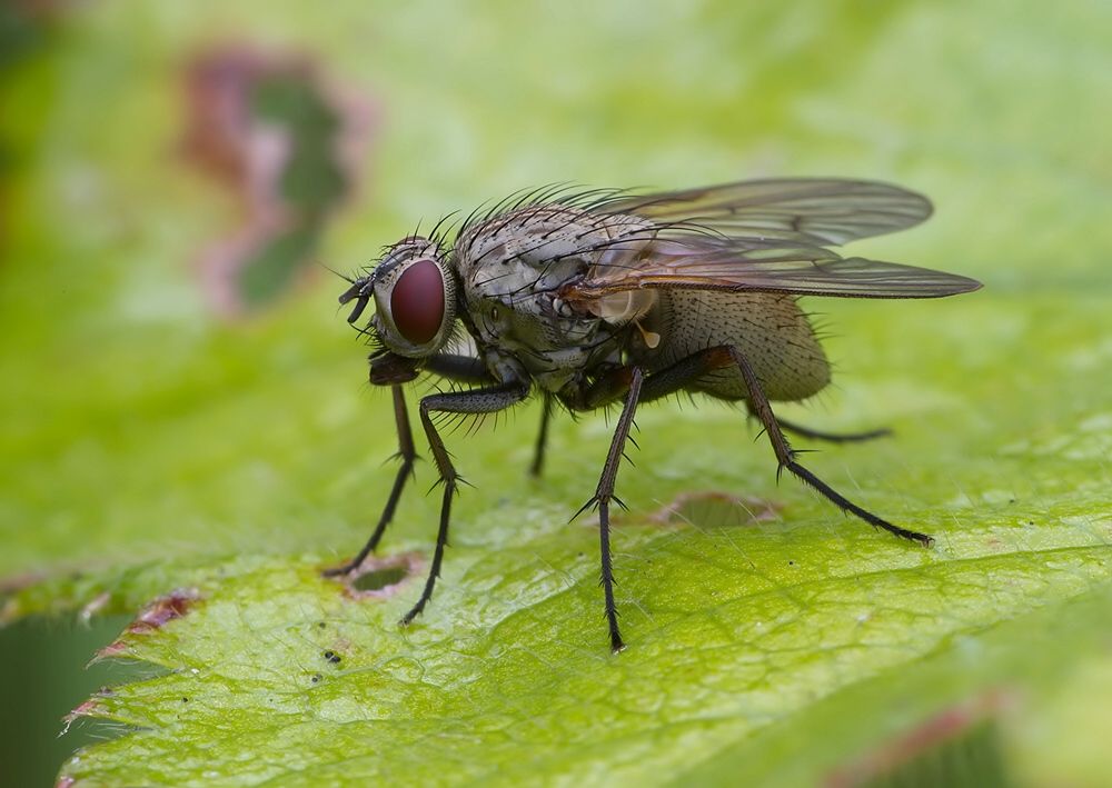 Anthomyia confusanea