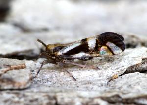 Delphax crassicornis