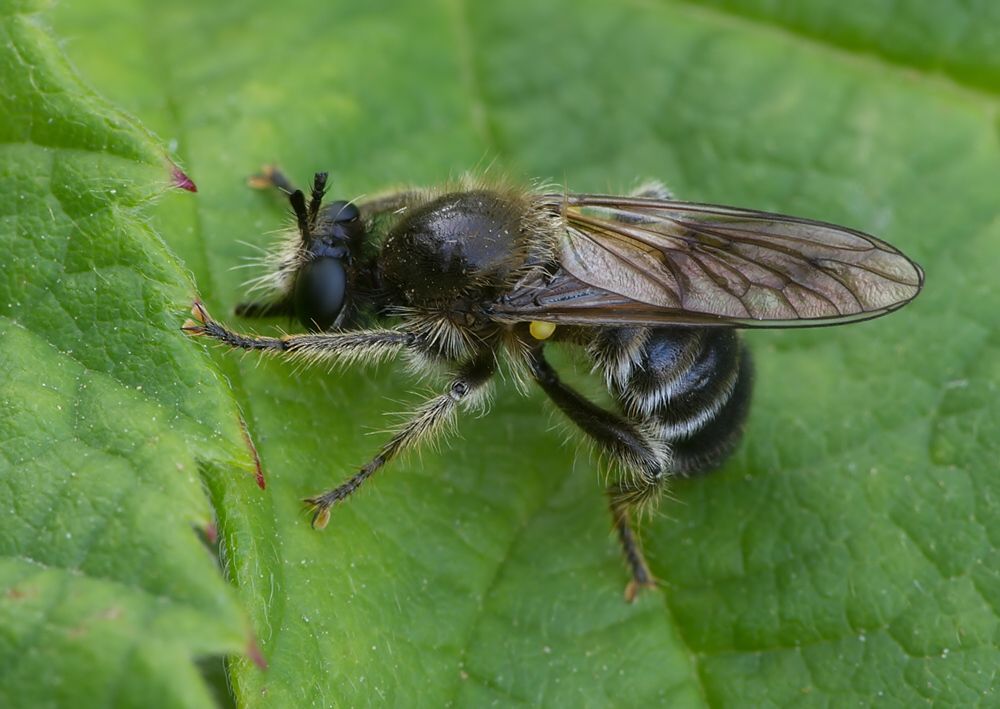 Choerades fuliginosa