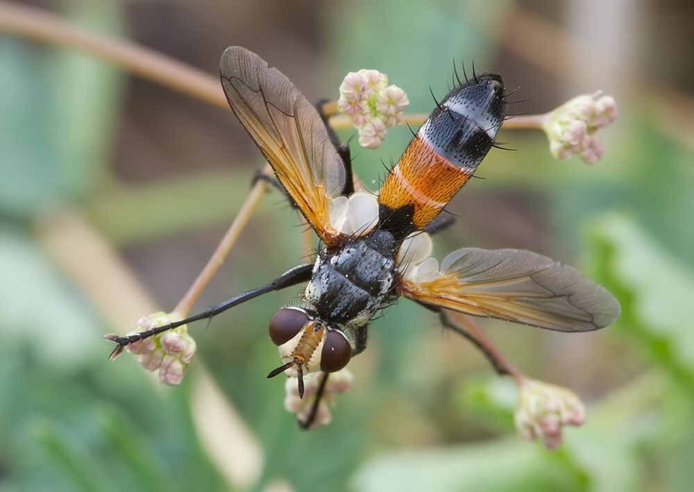Cylindromyia brassicaria