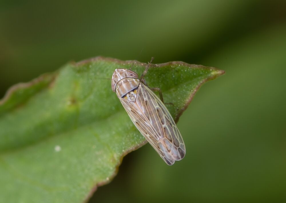 Arocephalus longiceps