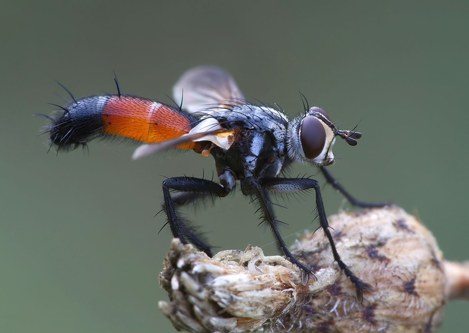 Cylindromyia brassicaria
