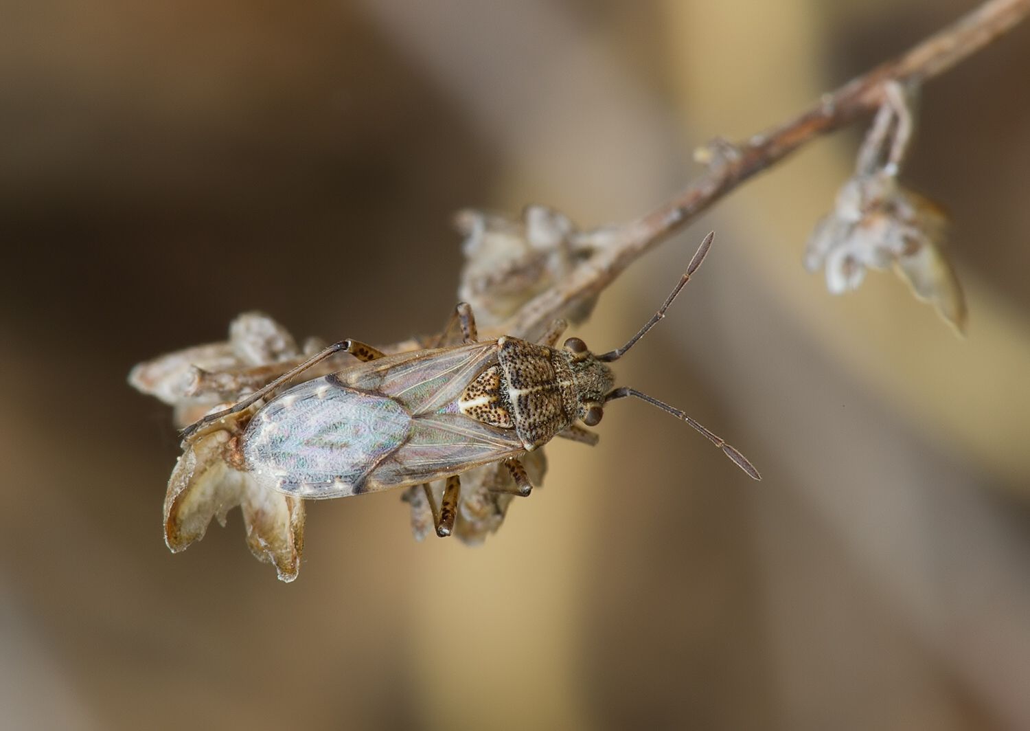 Nysius senecionis