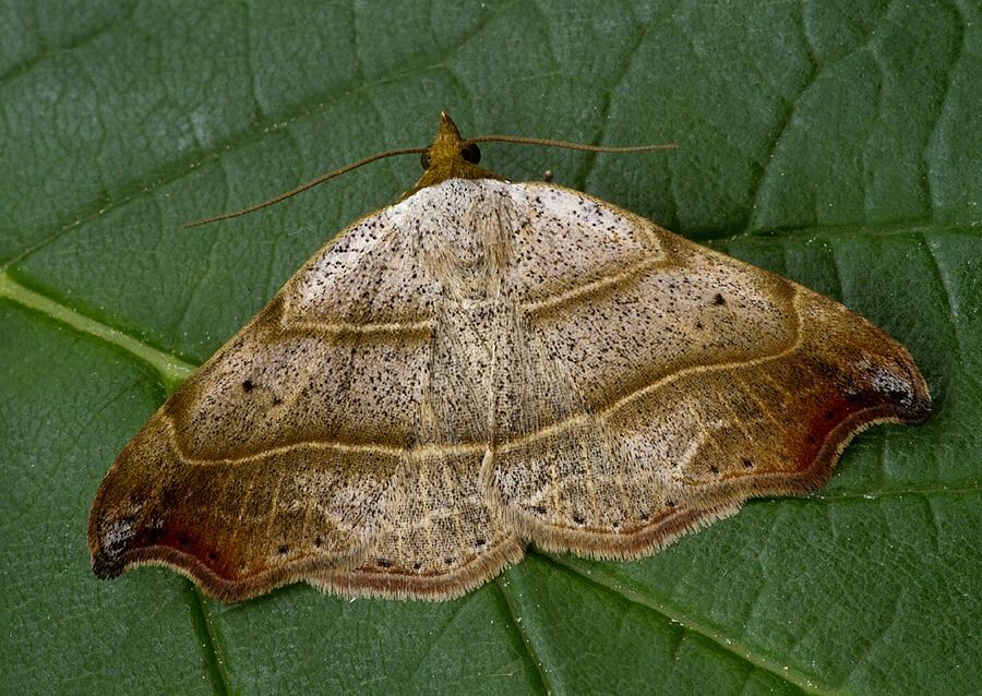 Laspeyria flexula