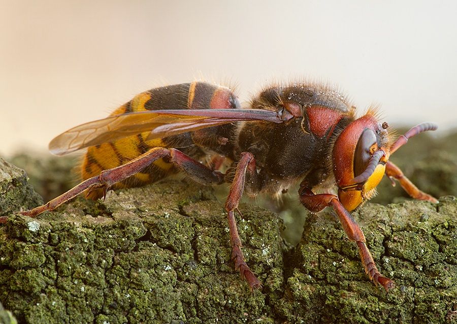 Vespa crabro