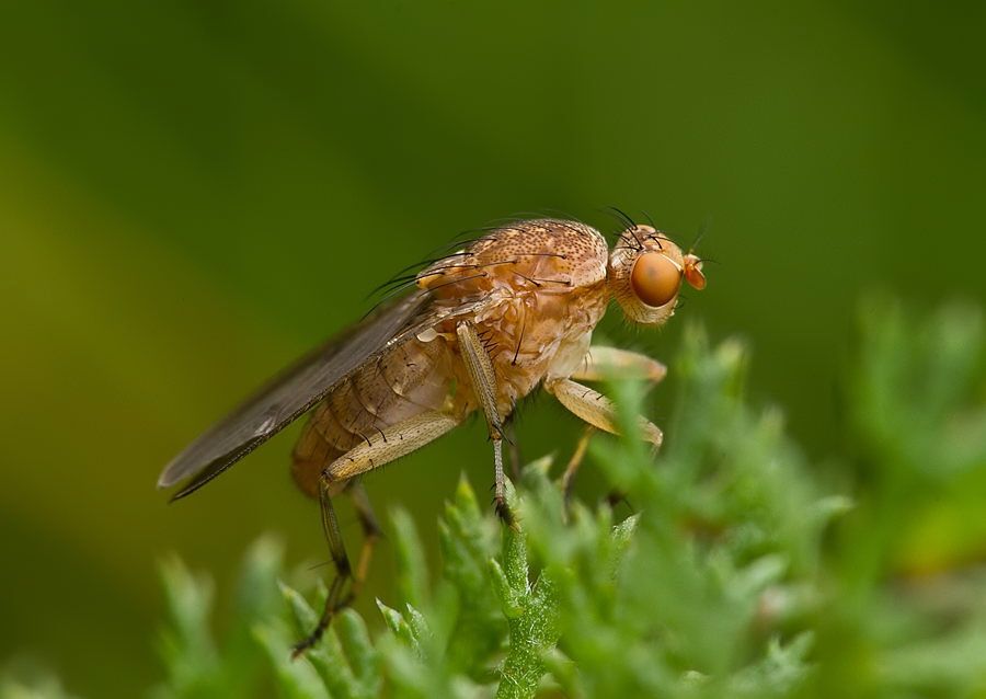Suillia affinis