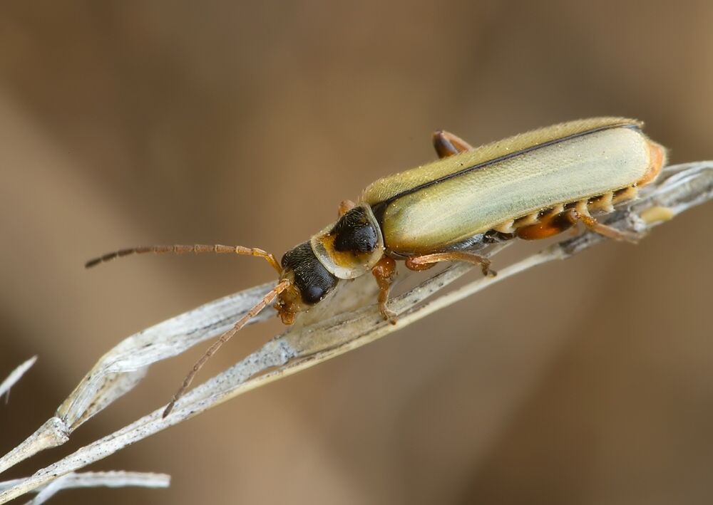 Metacantharis clypeata