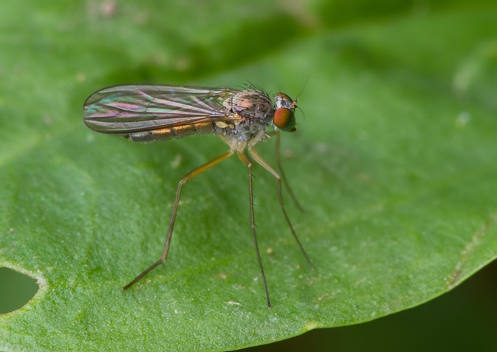Sciapus platypterus
