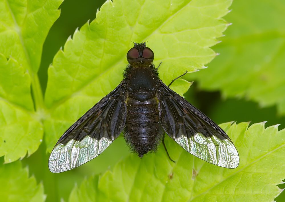 Hemipenthes morio