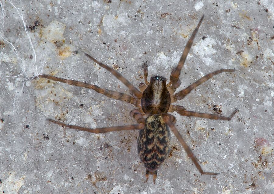 Histopona torpida