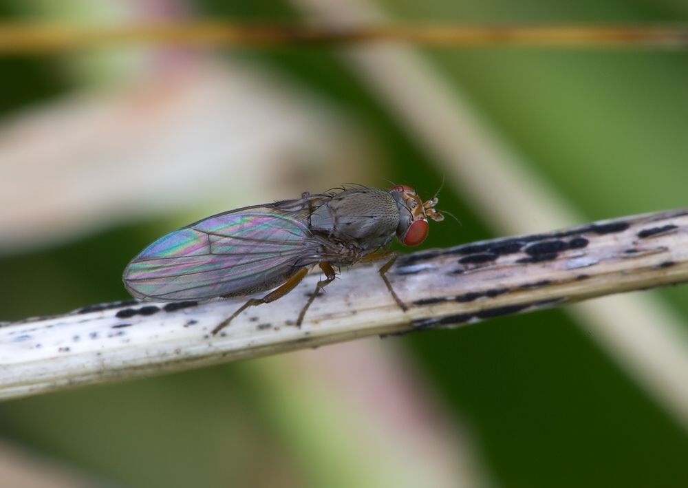 Diastata fuscula