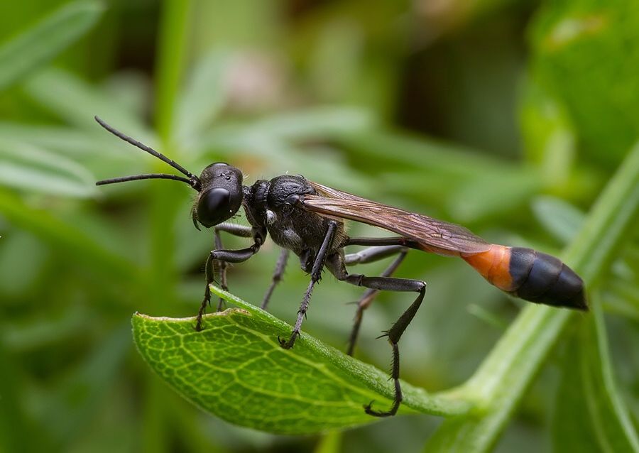 Ammophila sabulosa