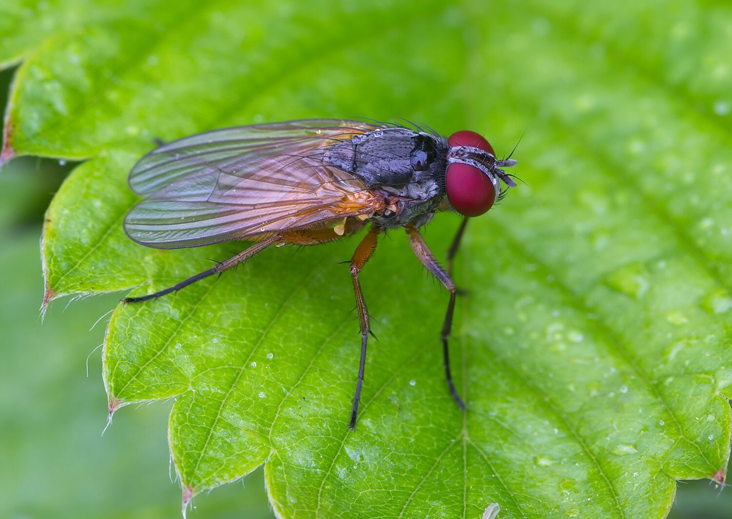 Fannia lustrator