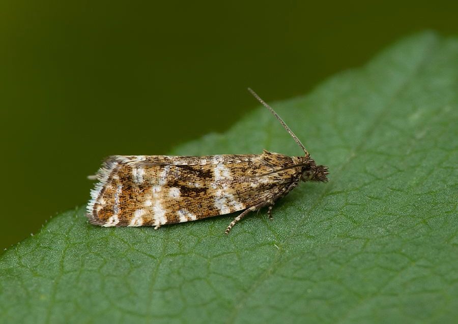 Phiaris palustrana