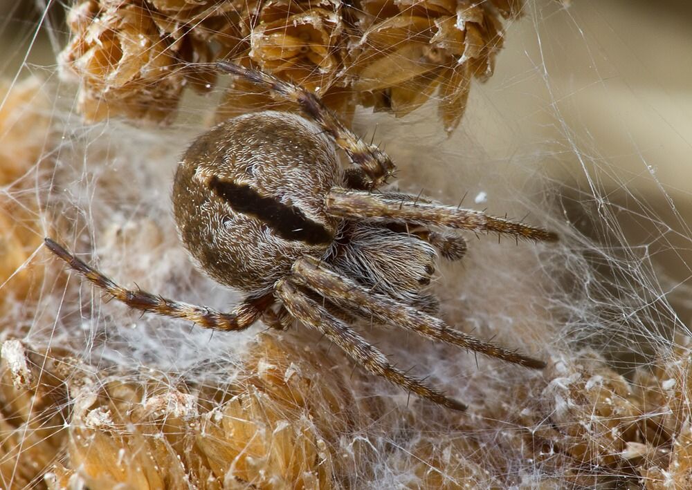 Agalenatea redii