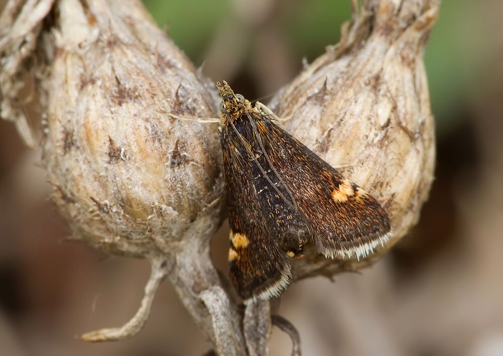Pyrausta obfuscata