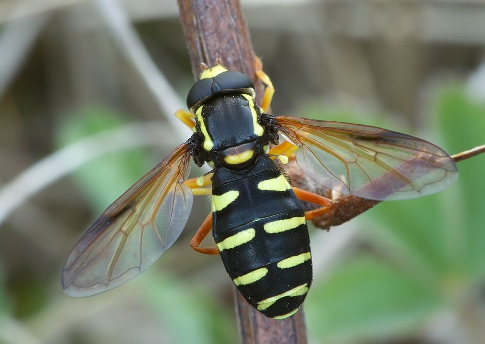 Xanthogramma citrofasciatum