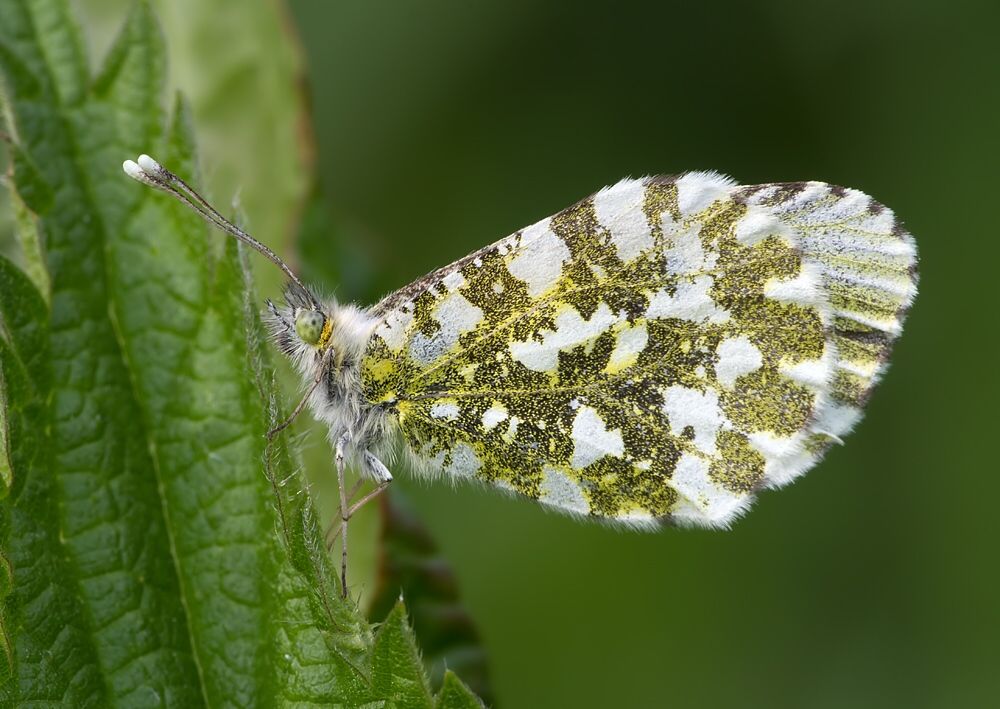 Anthocharis cardamines