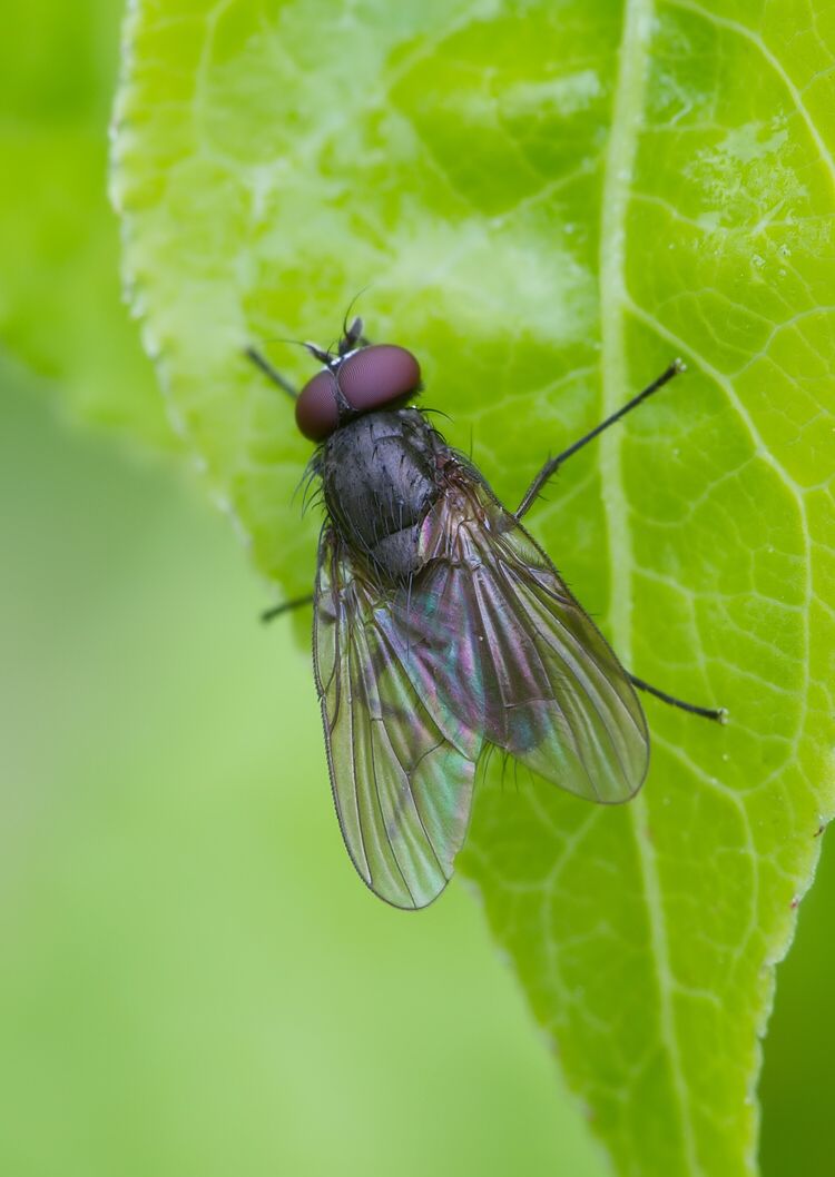 Emmesomyia socia