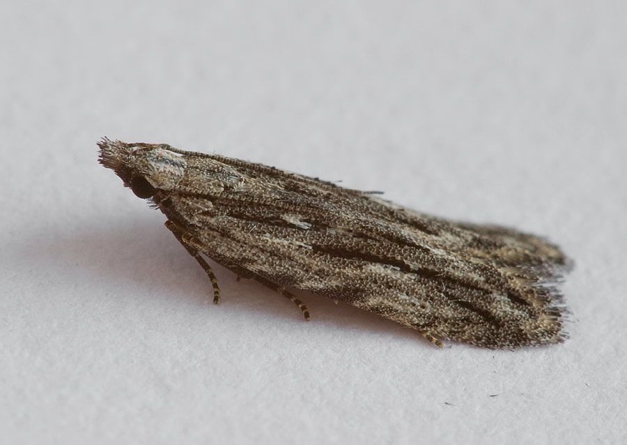 Anarsia innoxiella