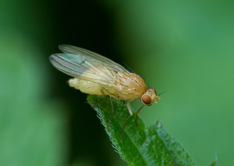Tricholauxania praeusta