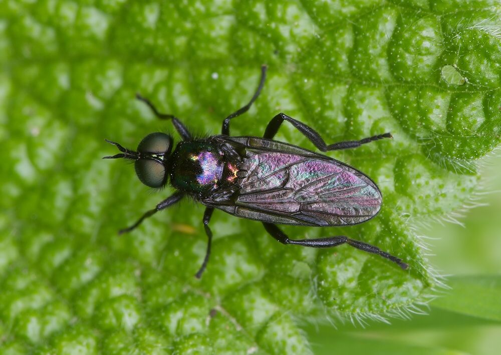 Beris geniculata