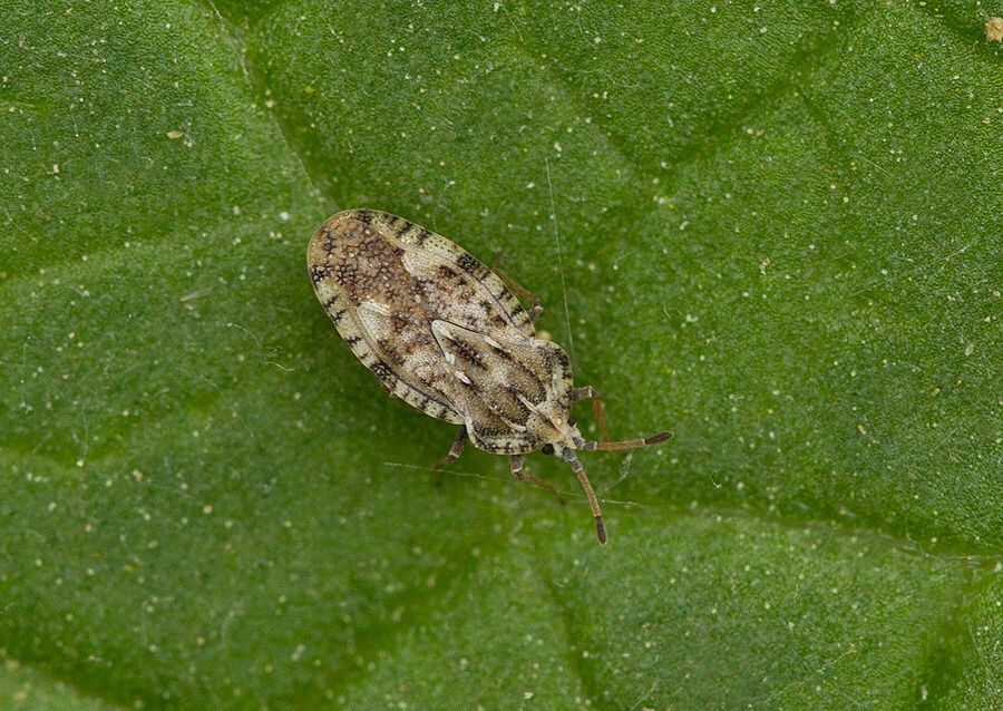 Tingis cardui