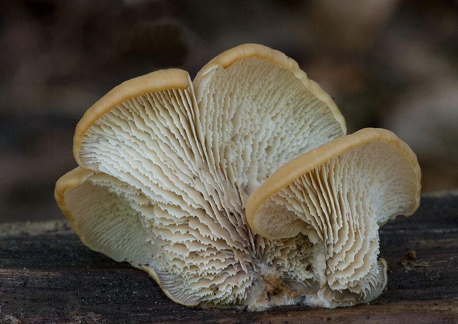 Lentinellus cochleatus (húževnatček ulitovitý)