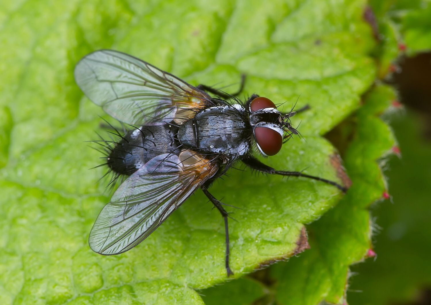 Labigastera forcipata