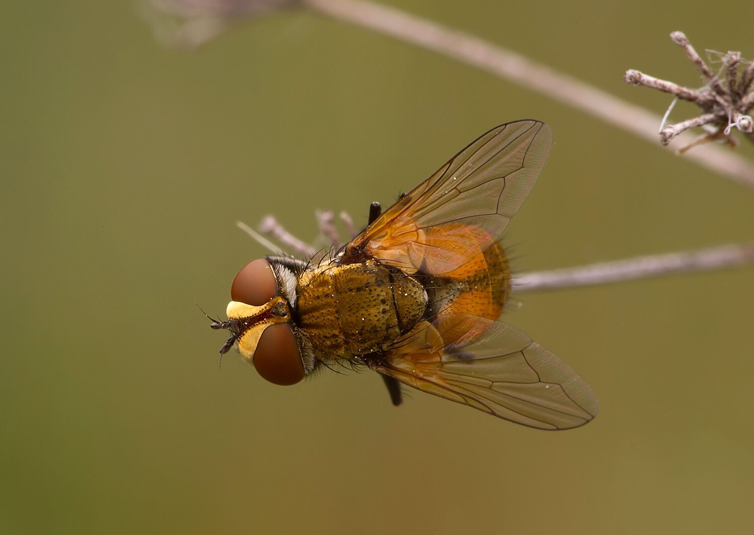 Eliozeta pellucens