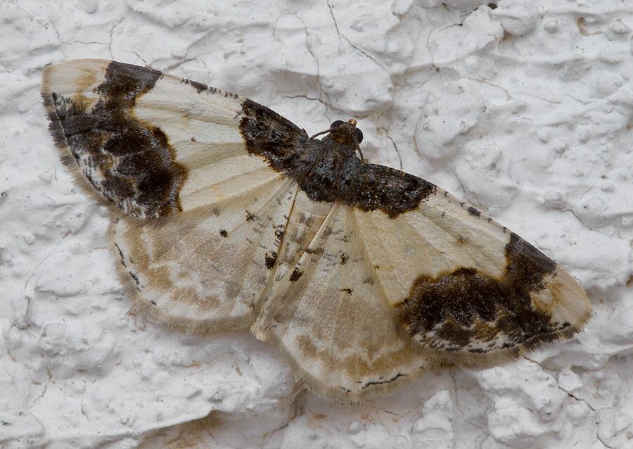 Ligdia adustata
