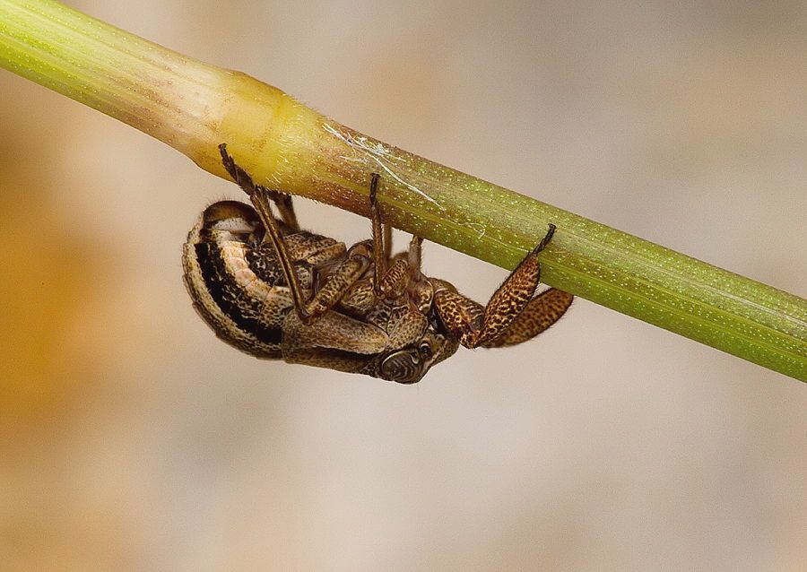 Caliscelis bonellii