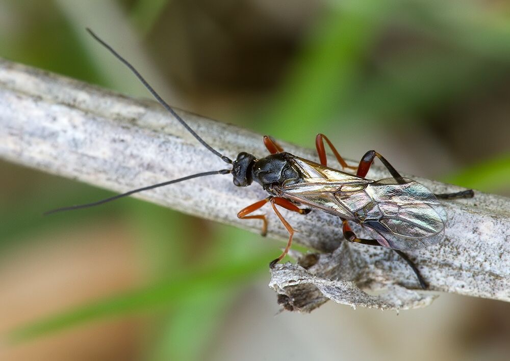Braconidae