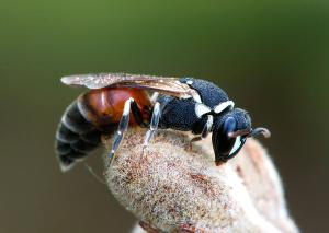 Hylaeus variegatus