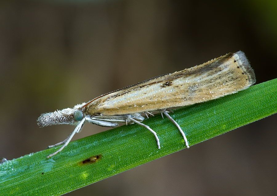 Agriphila inquinatella