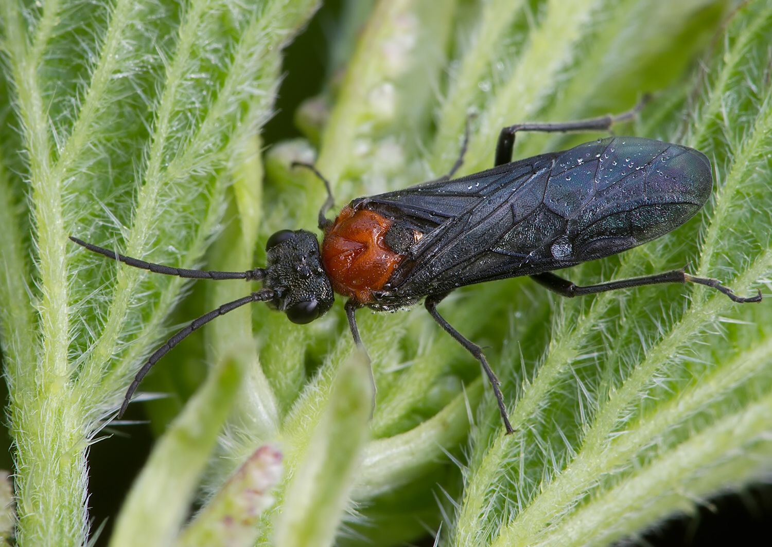 Dolerus vulneratus