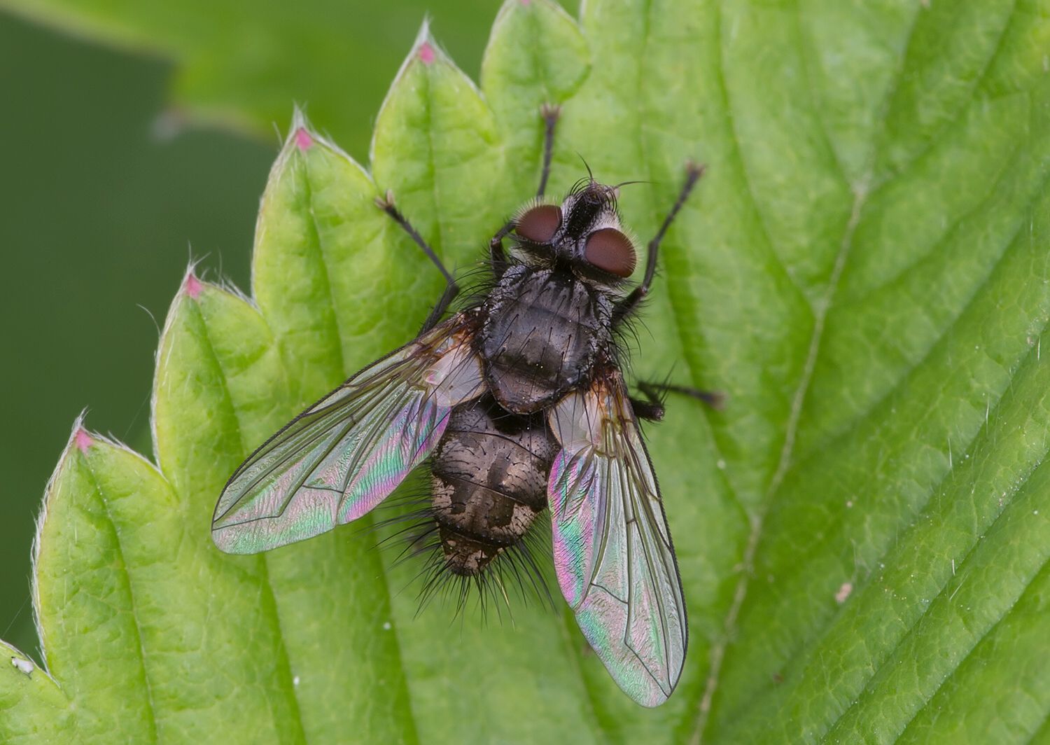 Aplomya confinis