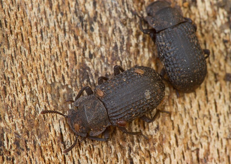 Bolitophagus reticulatus