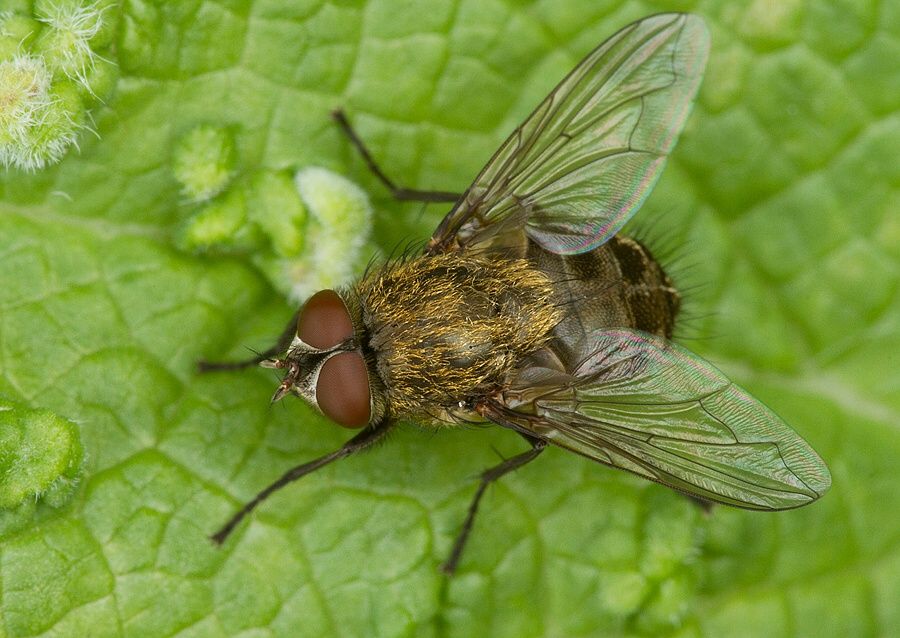 Pollenia rudis