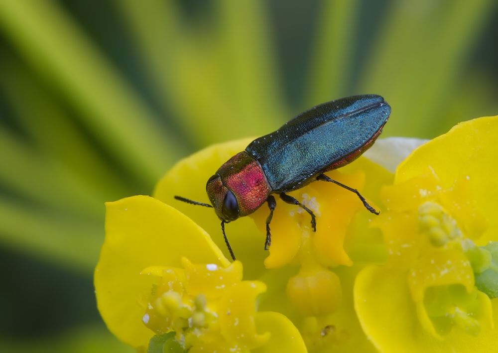 Anthaxia nitidula