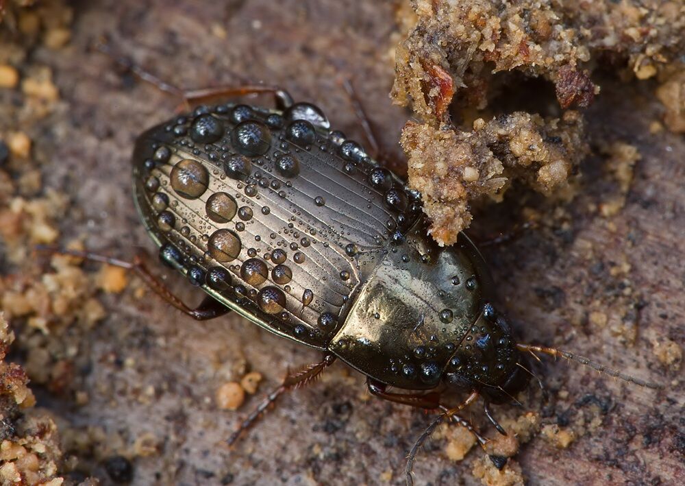 Amara similata