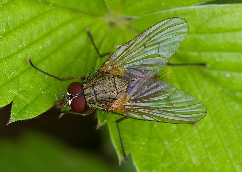 Phaonia gobertii