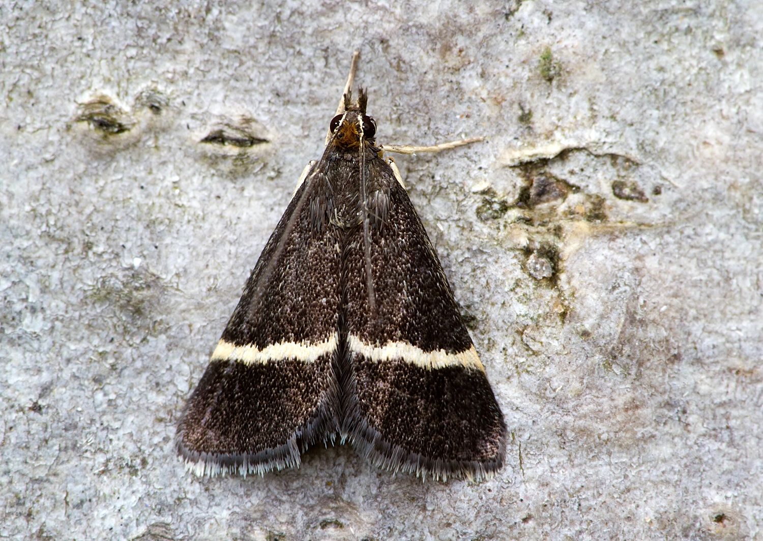 Pyrausta cingulata