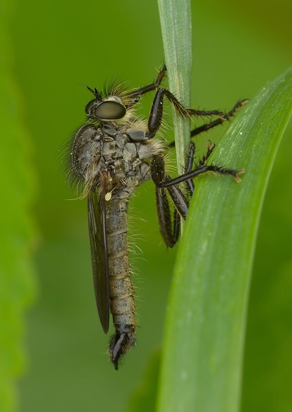 Dysmachus fuscipennis