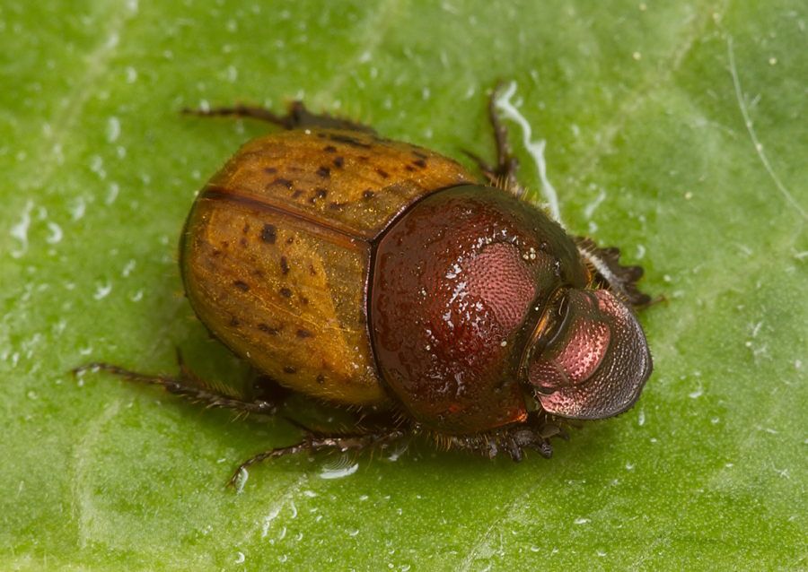 Onthophagus coenobita